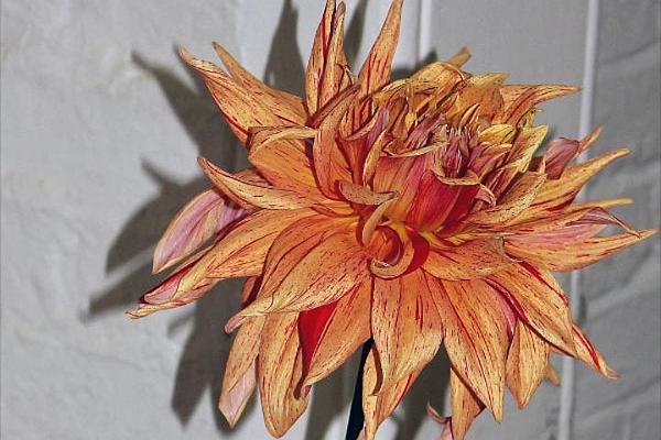 7. A single bloom entered for the monthly competition.jpg